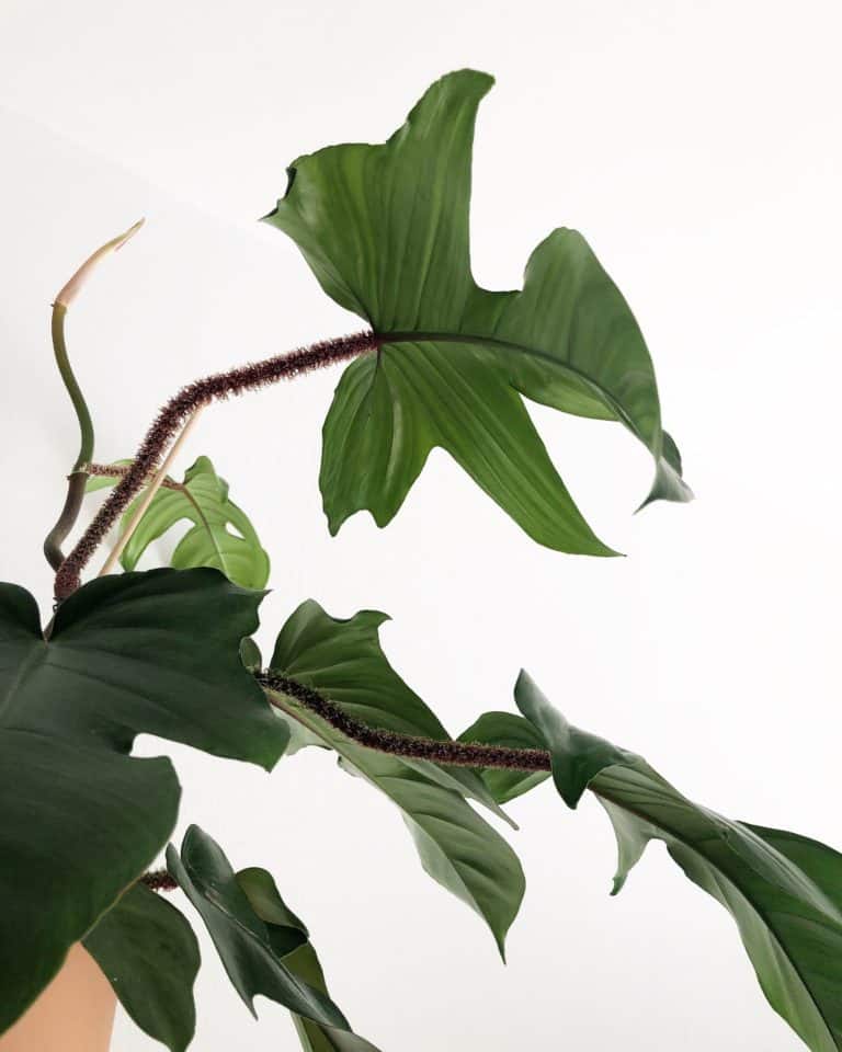 Philodendron Squamiferum Care Guide