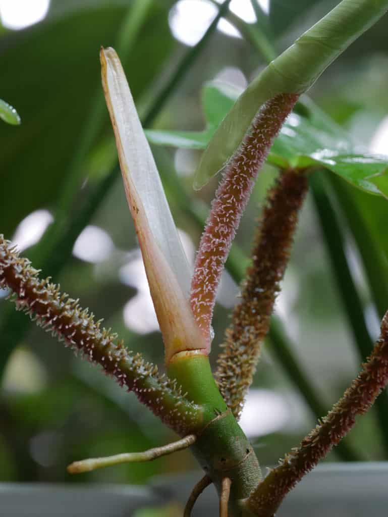 close up of the panicles on the stems of a philodendron sqaumiferum