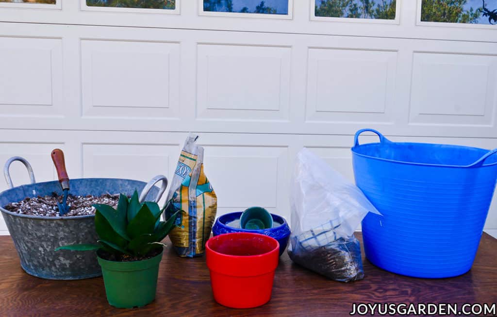 a birds nest snake plant sits on a work table surrounded by potting materials