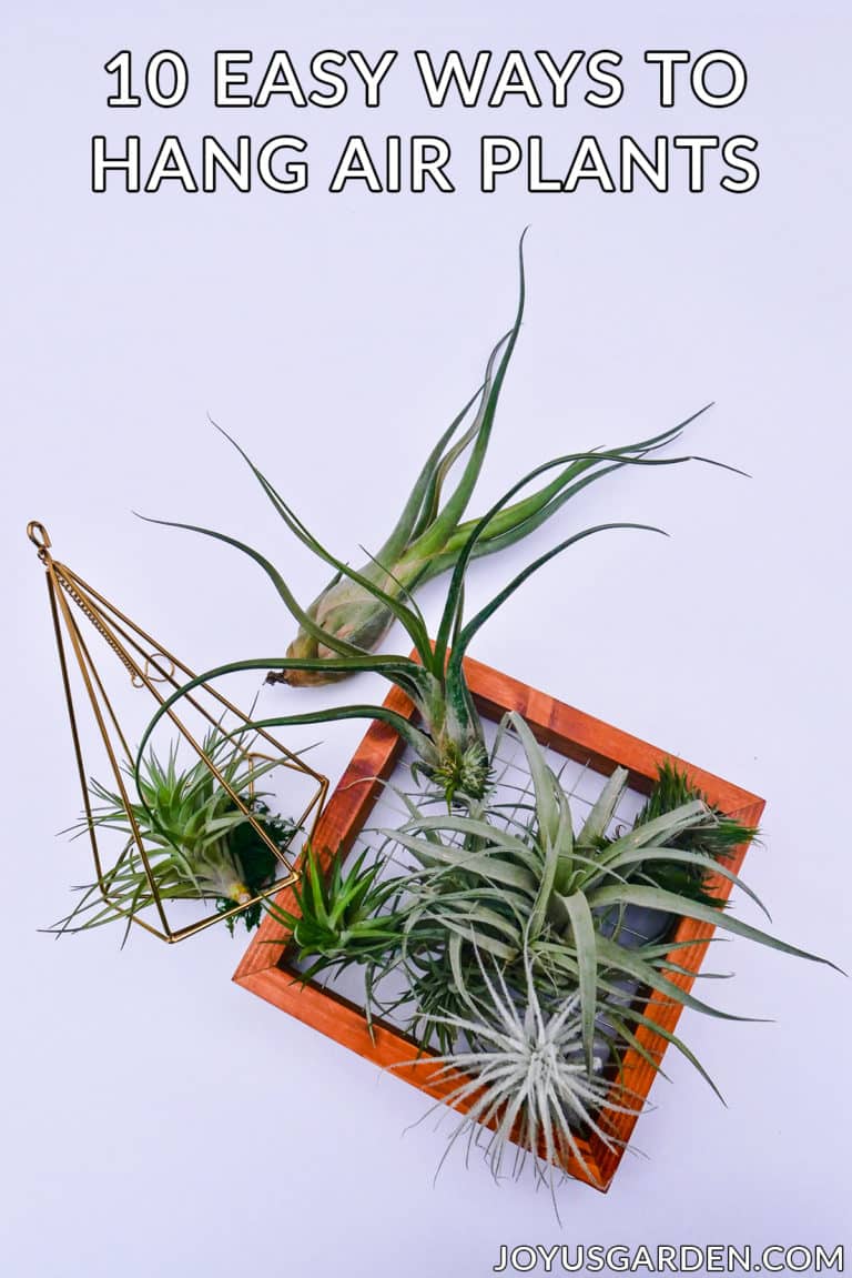 Hanging Air Plants: 10 Easy Ways To Hang Your Tillandsias