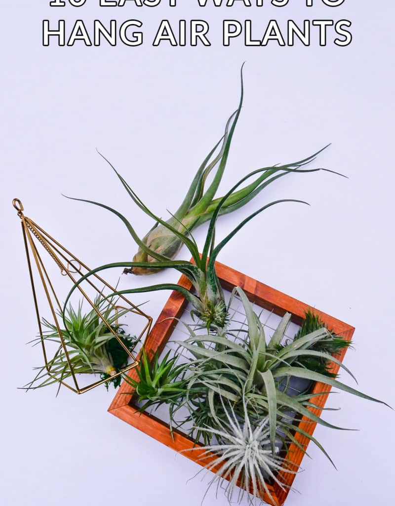 air plants displayed in a geometric hanger & a wooden frame the text reads 10 easy ways to hang air plants