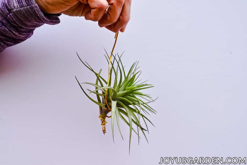 a hand holds a small air plant which hangs with gold bendable craft wire