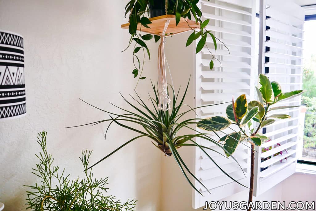 a large air plant hangs from a hanging plants shelf