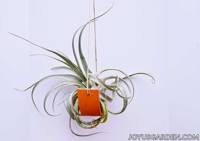 Hanging Air Plants 10 Easy Ways To Hang Your Tillandsias