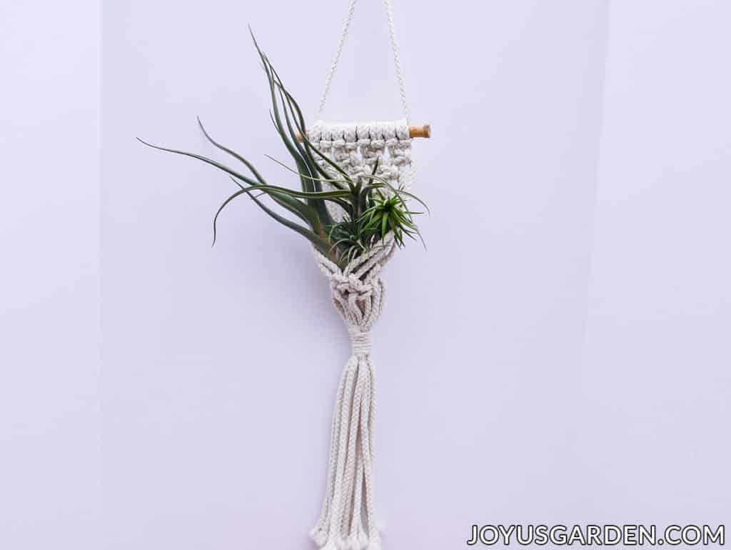 3 air plants are displayed in a wall macrame plant hanger