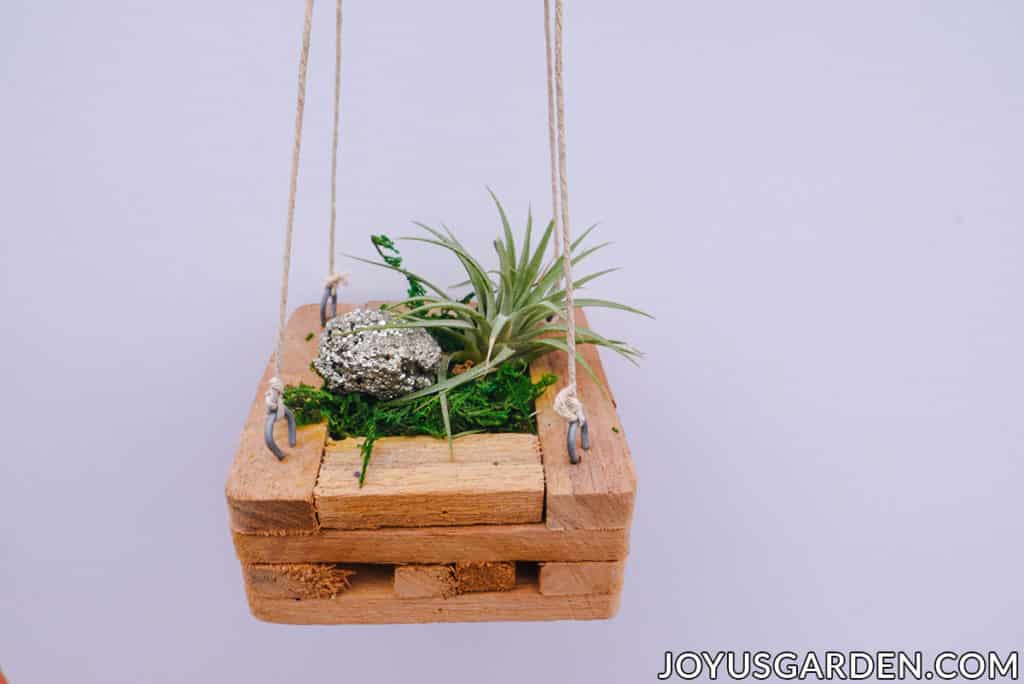 an air plant is displayed inside a hanging wooden orchid basket with moss & a piece of pyrite