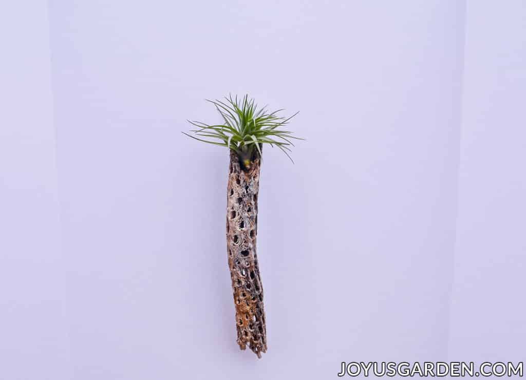 an air plant is displayed on top of a piece of cholla wood