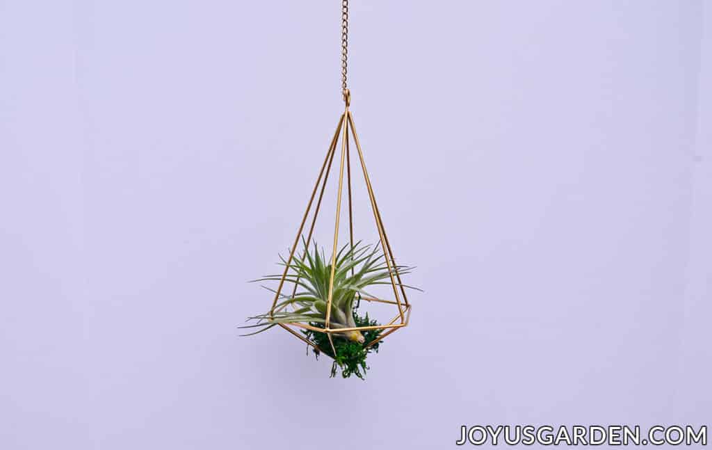 an air plant is displayed inside a gold geometric hanger