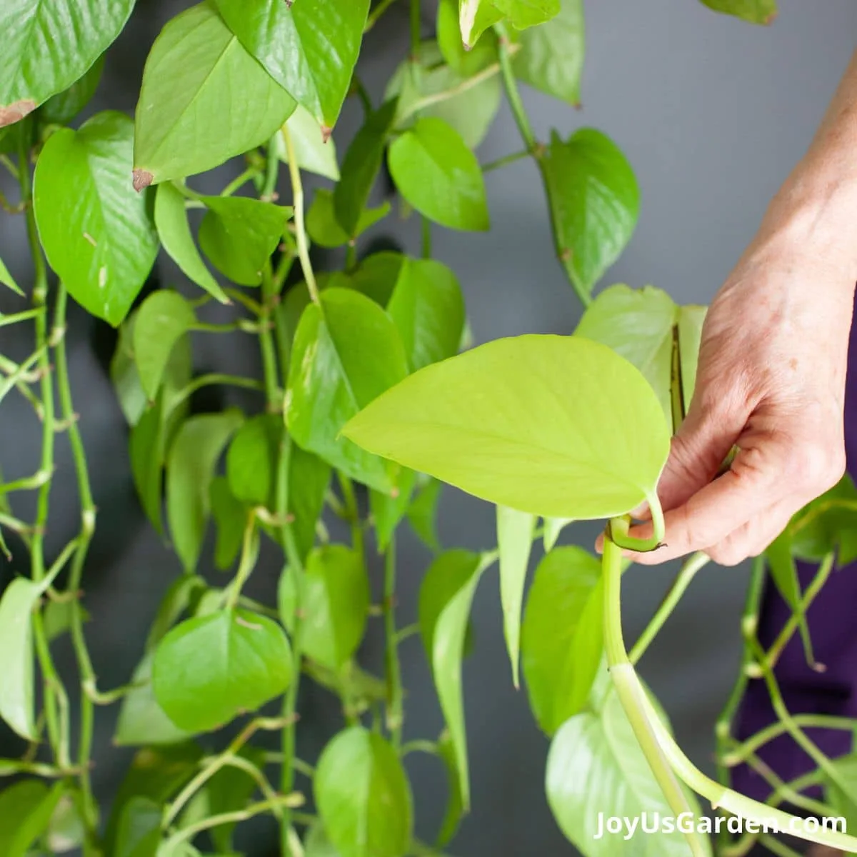 hand holding a leaf on the long trails of a neon pothos