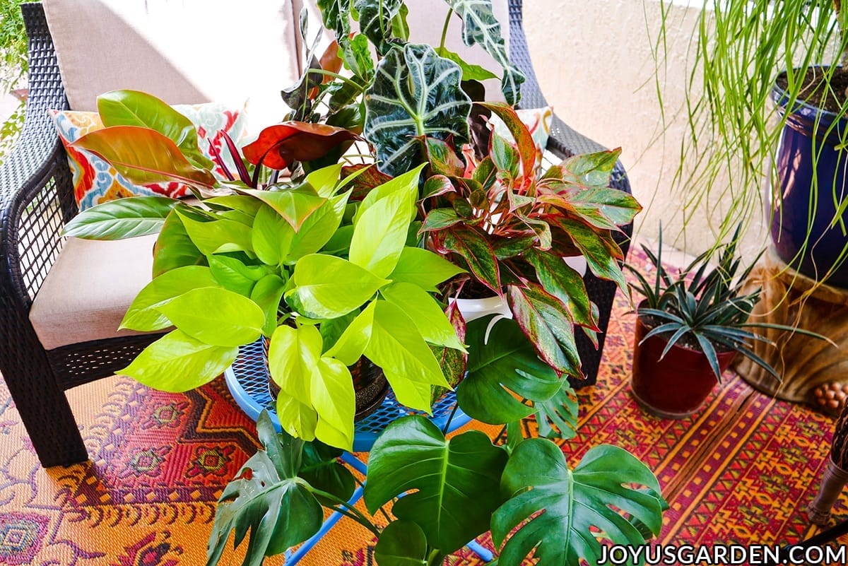 a grouping of beautiful houseplants sit on a patio table