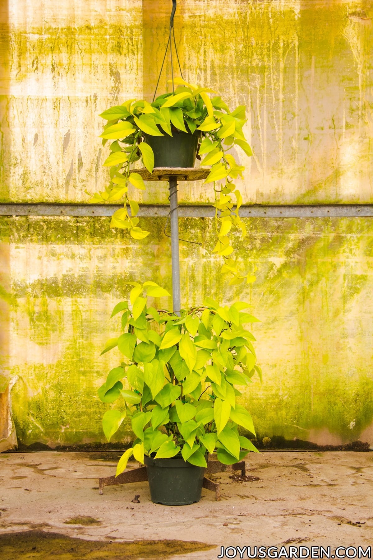 2 neon pothos 1 sits on a riser & the other grows over a bamboo hoop