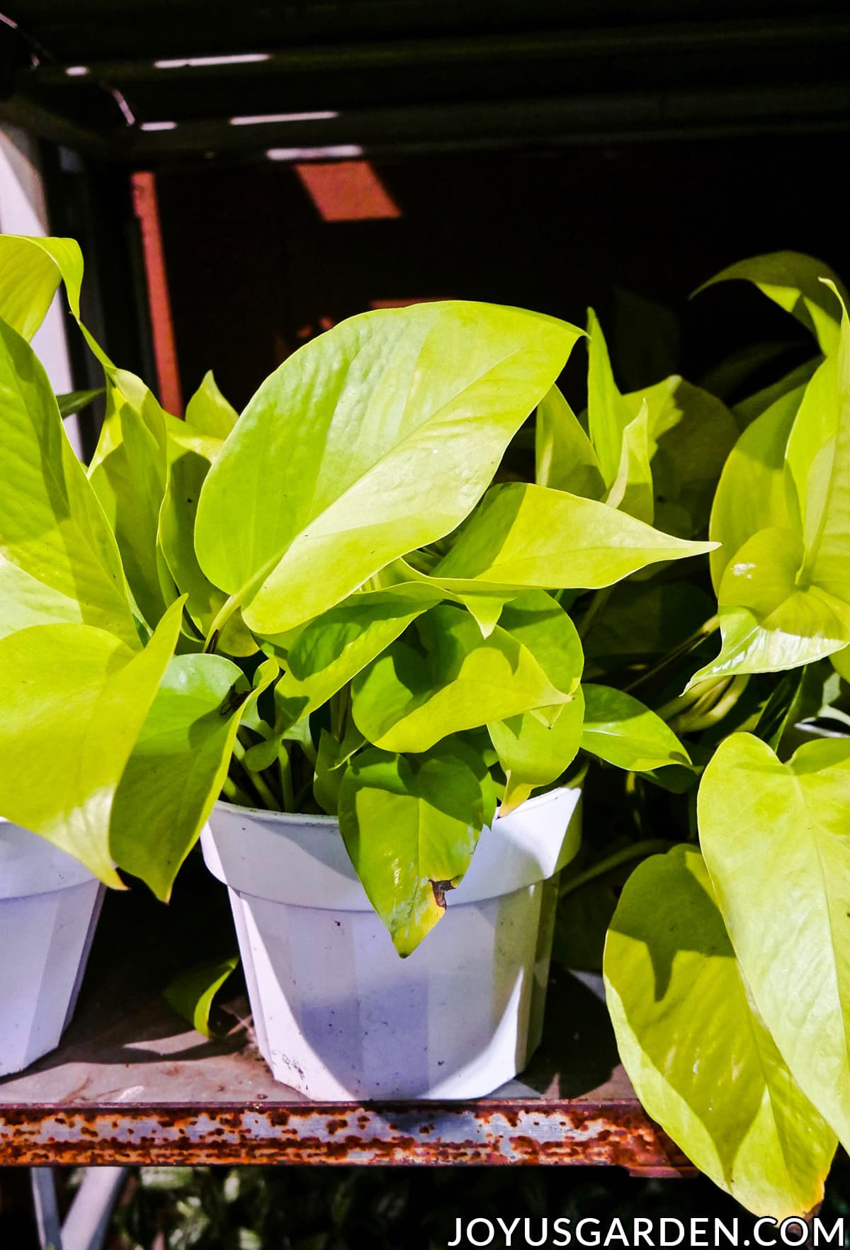 close up of a 4" neon pothos in grow pot