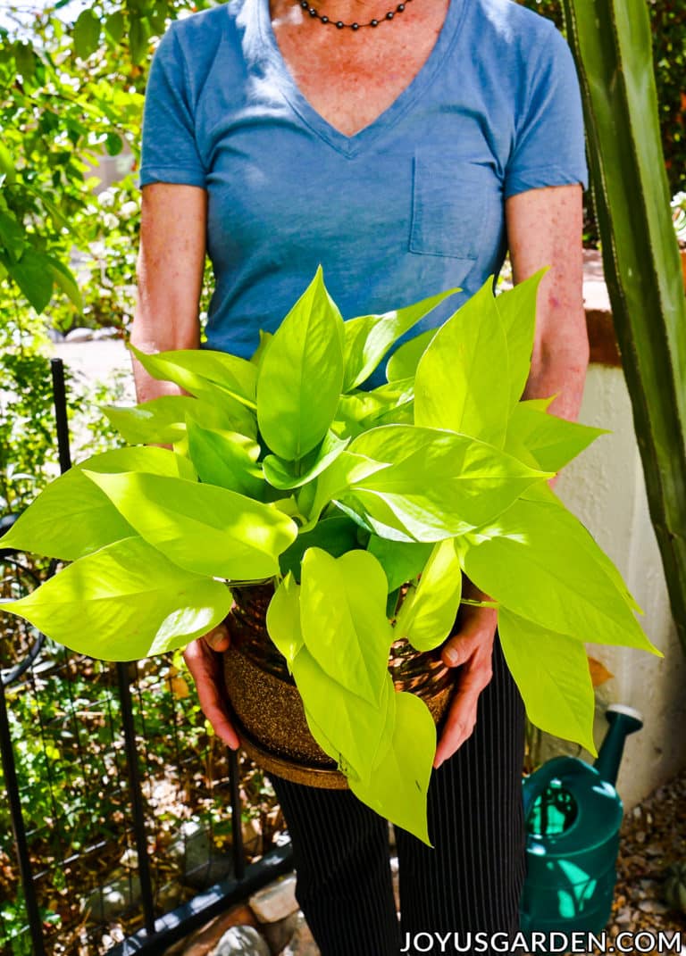 Neon Pothos Plant Care: A Vibrant Chartreuse Houseplant