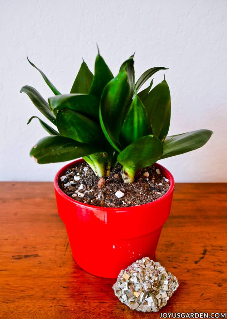 close up of a a snake plant sansevieria hahnii jade in a red pot next to a piece of pyrite