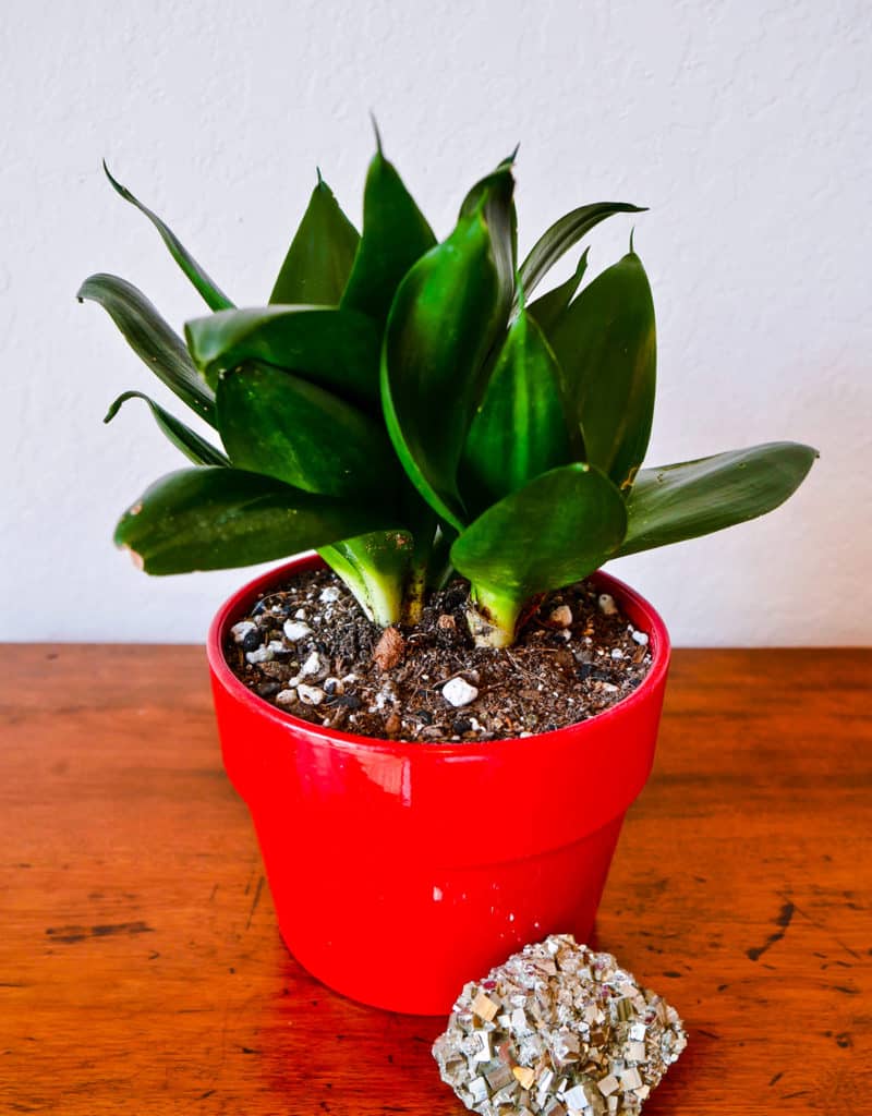 a sansevieria hahnii jade grows in a red pot next to a piece of pyrite