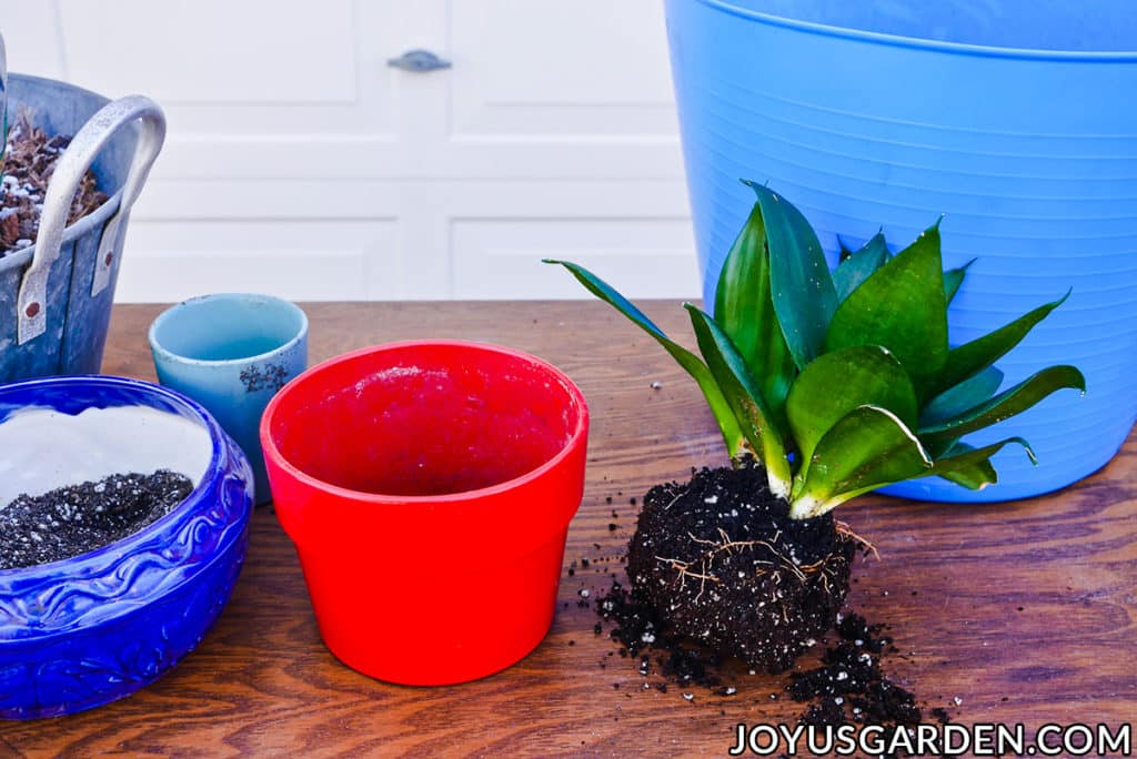 a birds nest snake plant with it's root ball exposed sits on a work table next to materials & a red pot