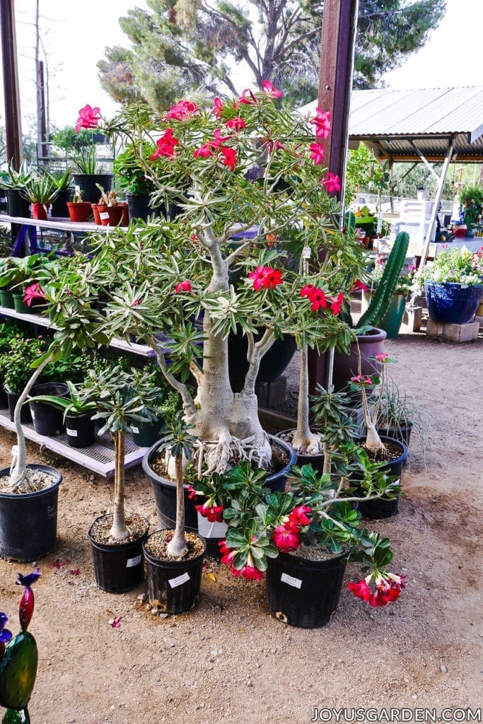  une variété de tailles forme des roses du désert ou des adeniums dans une pépinière 