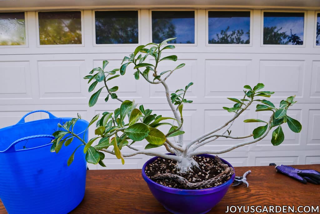 an adenium desert rose in a low bowls on a table next to a tub trug & pruners