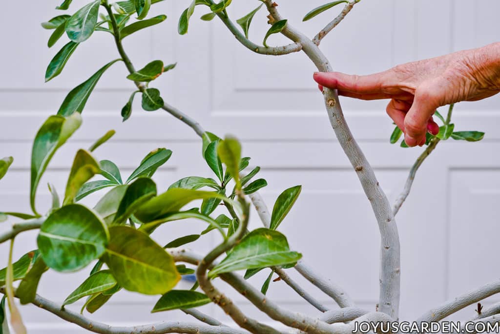 uma mão indica o ponto onde um adenium de rosa do deserto será podado