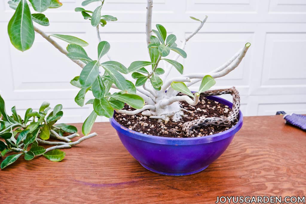 una rosa del desierto de adenium en un tazón bajo parcialmente podada se encuentra junto a los esquejes