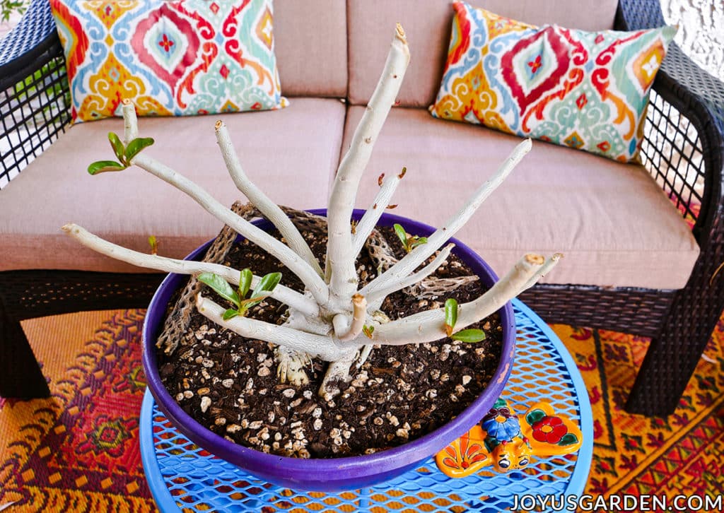  wenn Sie auf eine Adenium Desert Rose schauen, die 