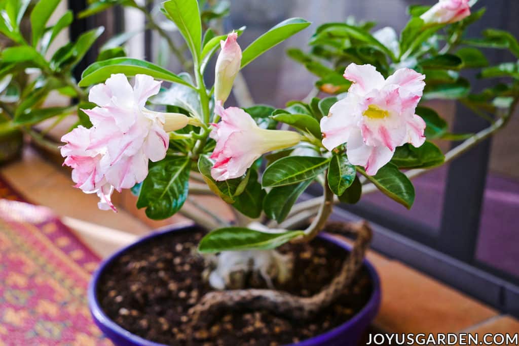close up of the pink & white flowers of an adenium desert rose 