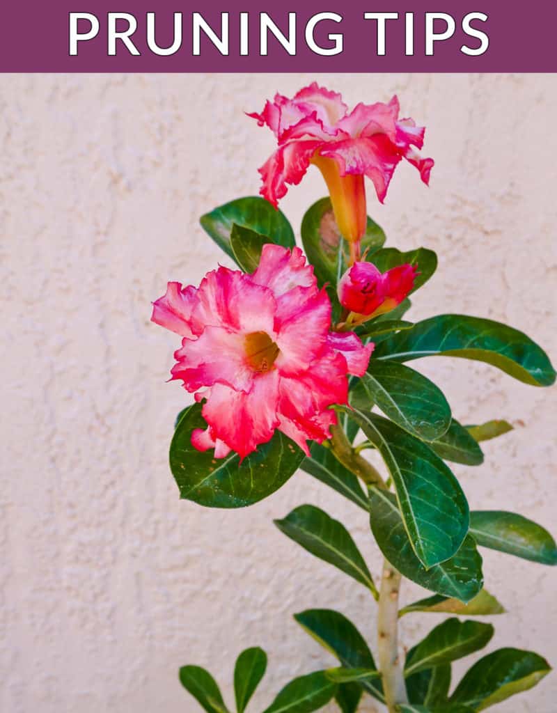 close up of the dark pink/white flowers of an adenium desert rose the text reads desert rose (adenium) pruning tips