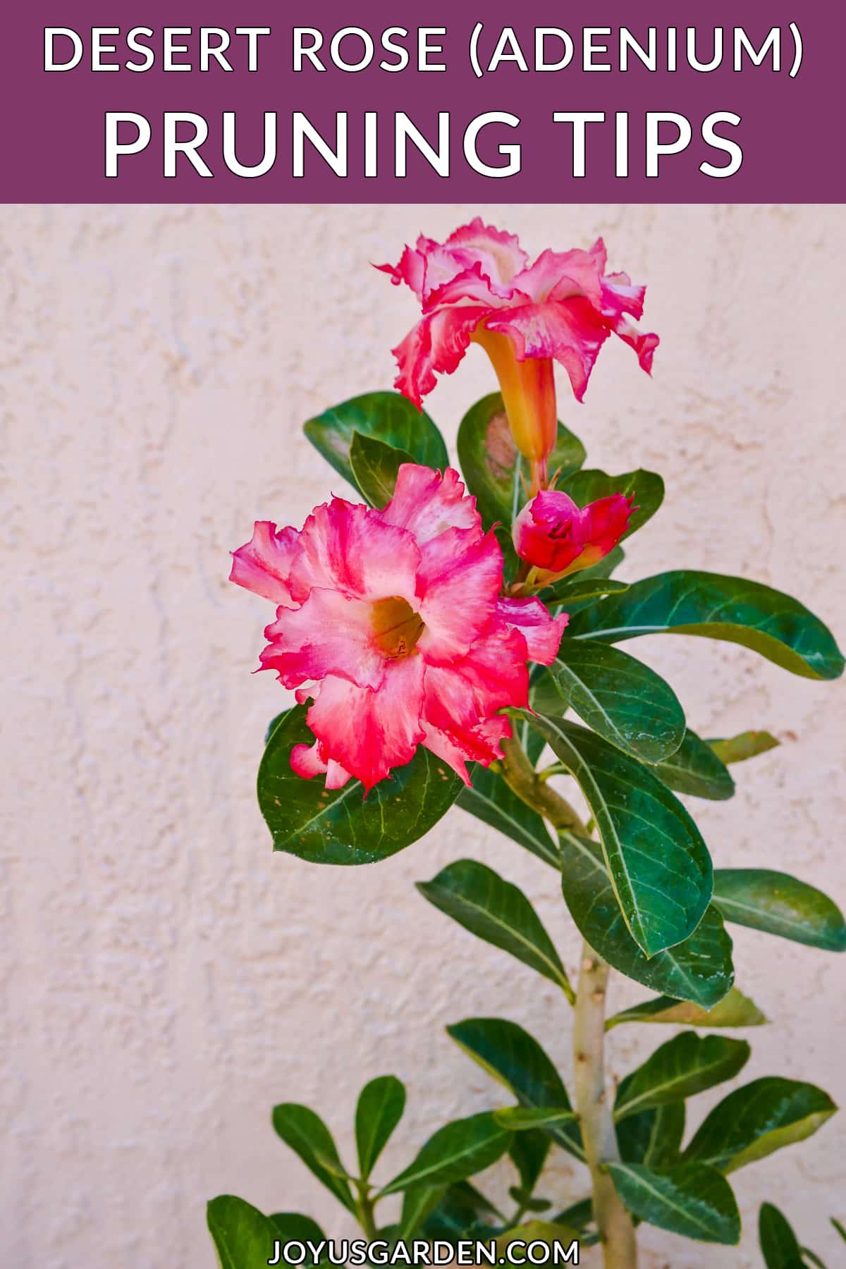 close up van de donkerroze / witte bloemen van een adenium woestijnroos de tekst luidt desert rose (adenium) snoeitips