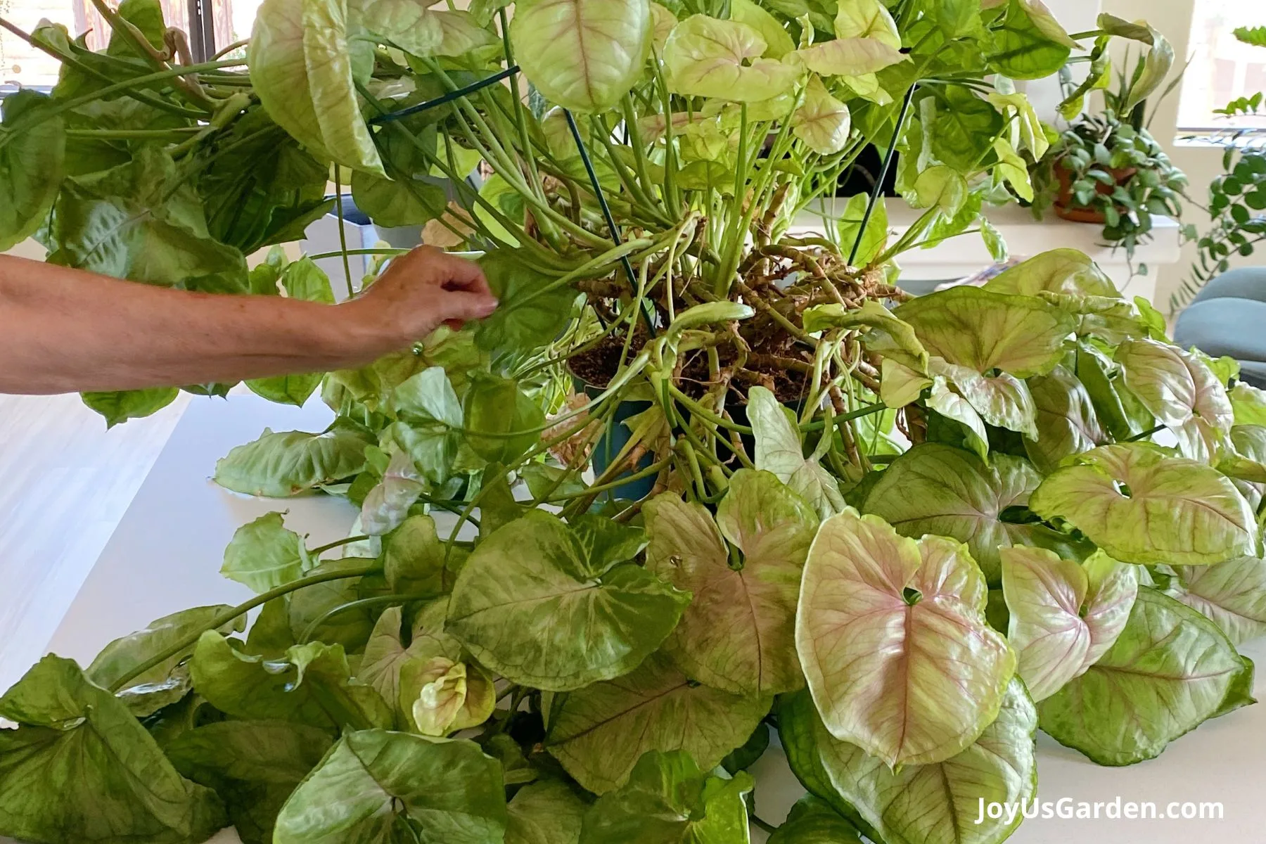 Hand is pointing at a long floppy arrowhead plant on counter.