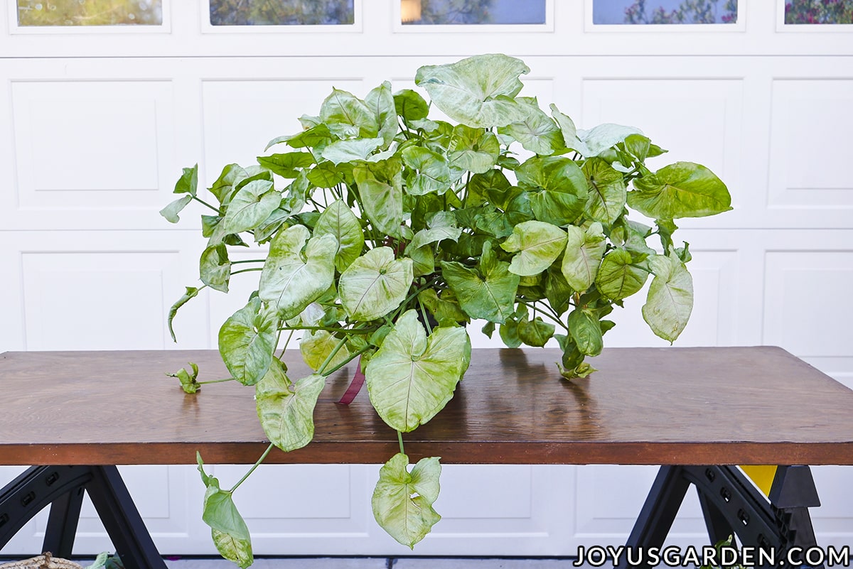 A large arrowhead plant syngonium sits outside on a work table.