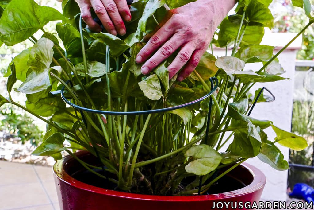 2 hands pull back the foliage of an arrowhead plant syngonium to show a metal support