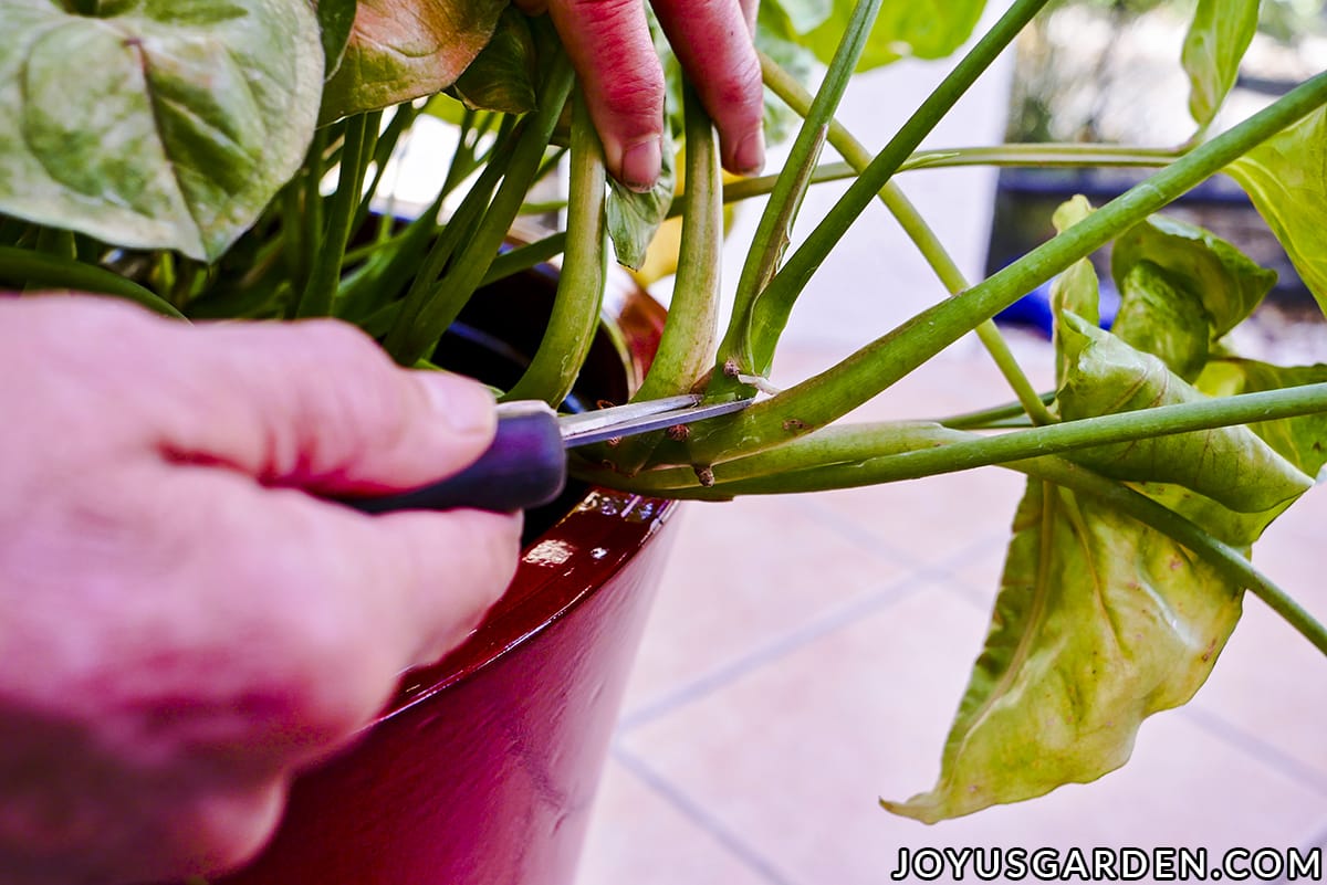 Die Hände einer Frau halten eine Gartenschere und beschneiden direkt unter dem Blattknoten einer Pfeilspitzenpflanze. 