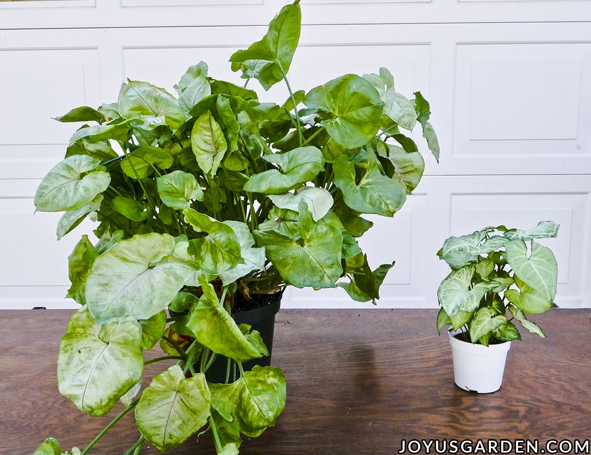 A large arrowhead plant syngonium sits next to a small arrowhead plant outdoors on table.