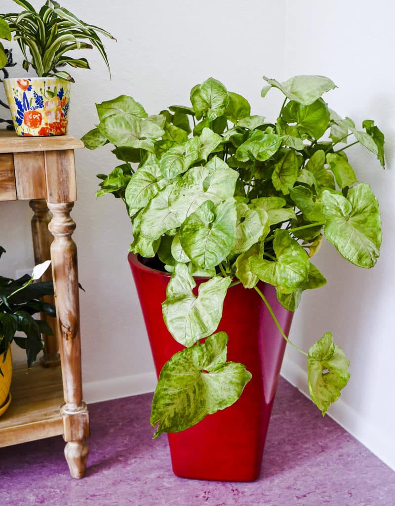 a large arrowhead plant syngonium in a tall red pot grows in a corner