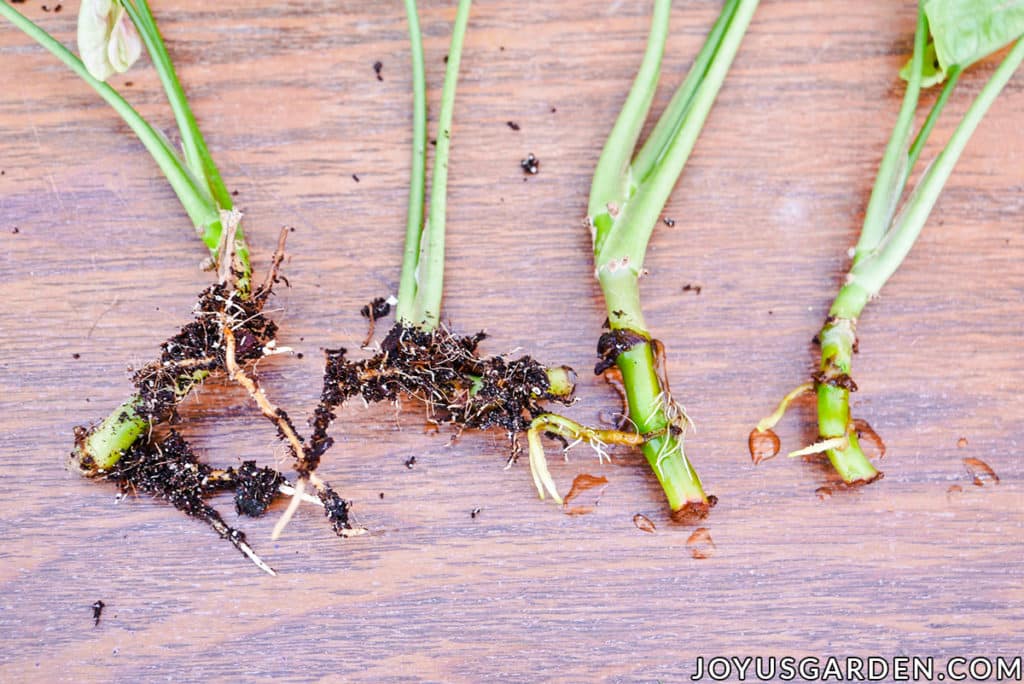 close up of the ends of stems cuttings with roots starting to appear