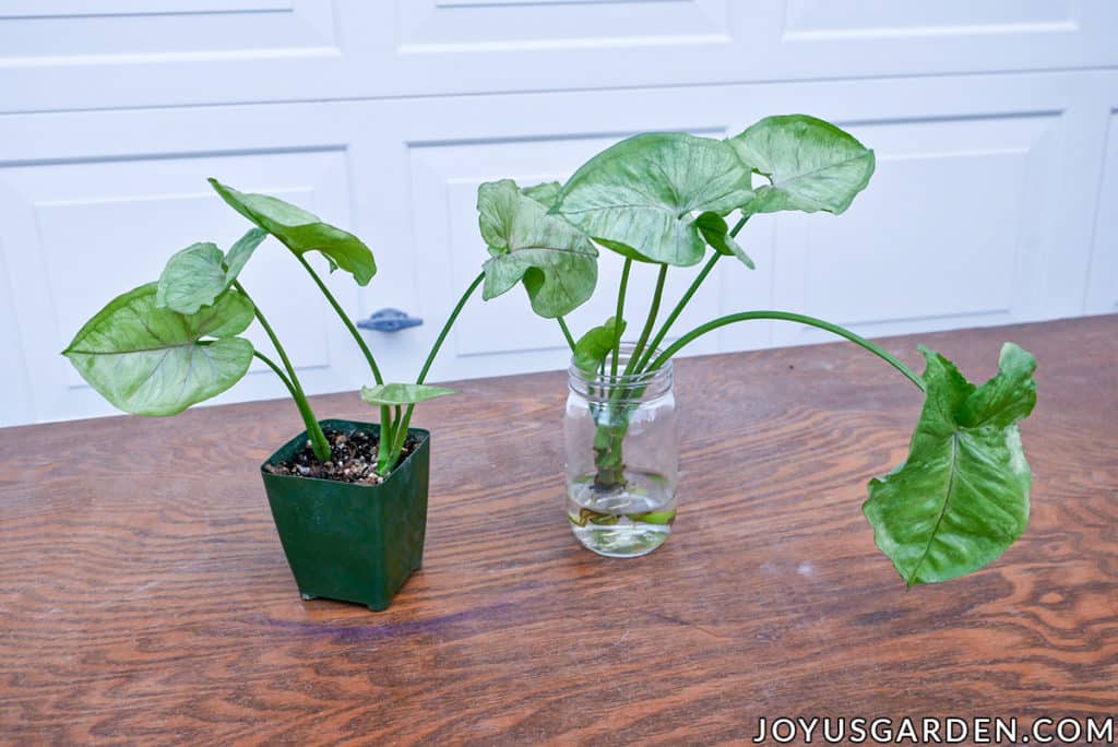 a small pot with arrowhead plant syngonium cuttings sits next to arrowhead plant cuttings in a jar with water