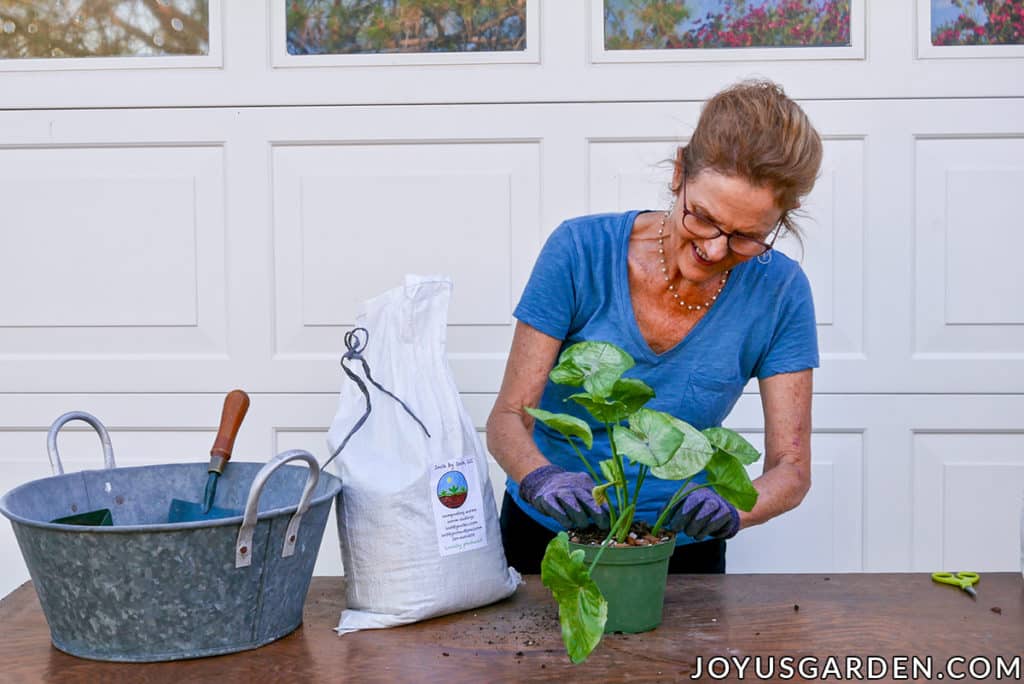 nell foster applies worm compost to a pot of newly planted arrowhead plant syngonium cuttings