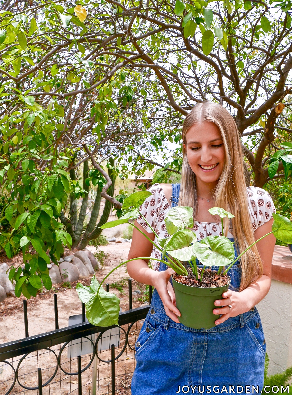 a smiling woman holds a pot of newly planted arrowhead plant syngonium cuttings
