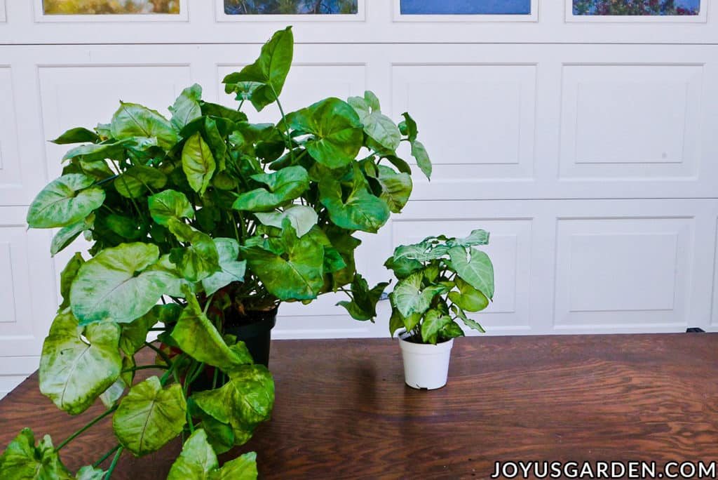 a large arrowhead plant syngonium sits next to a small arrowhead plant syngonium on a work table