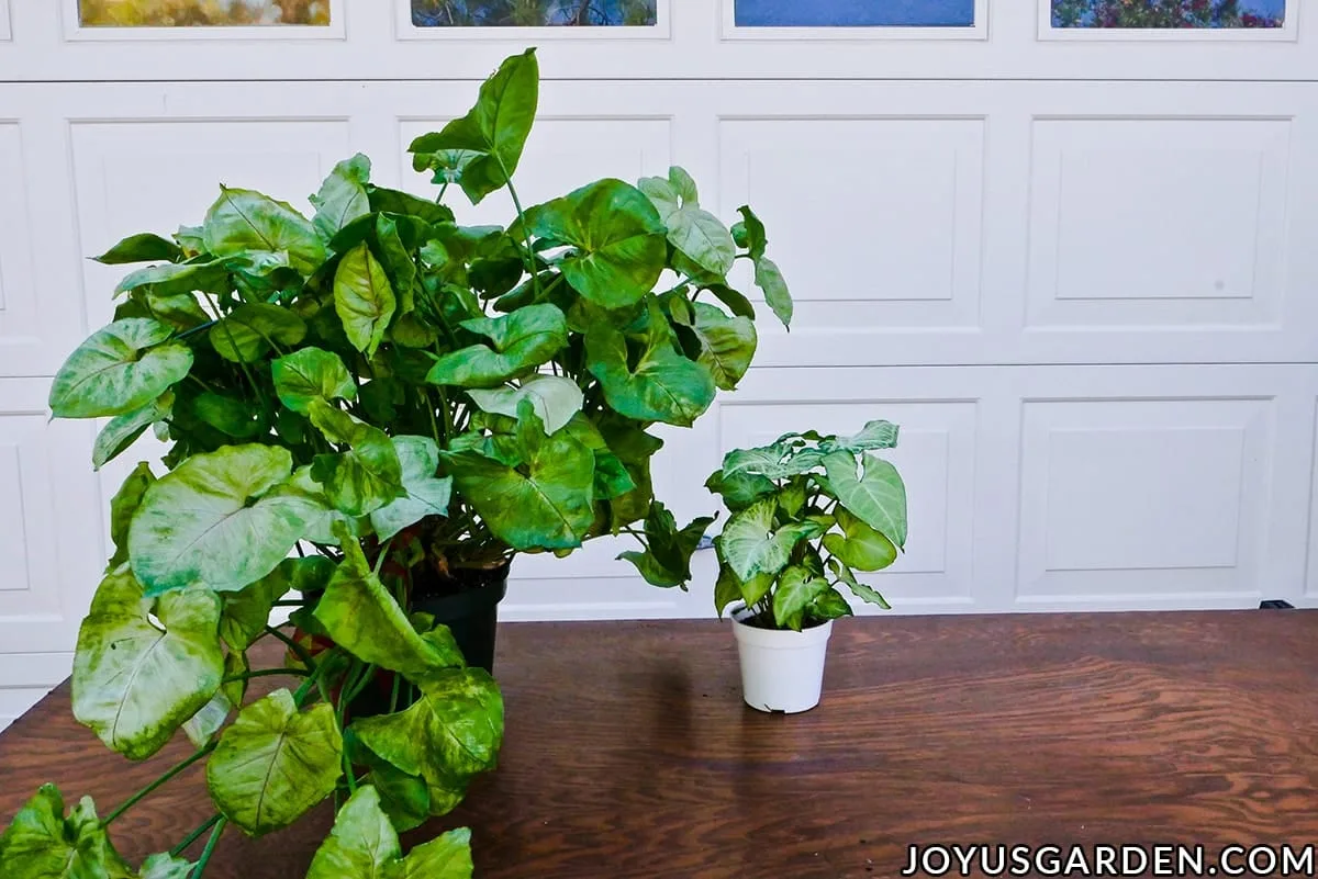 A large arrowhead plant syngonium sits next to a small arrowhead plant syngonium on a work table.