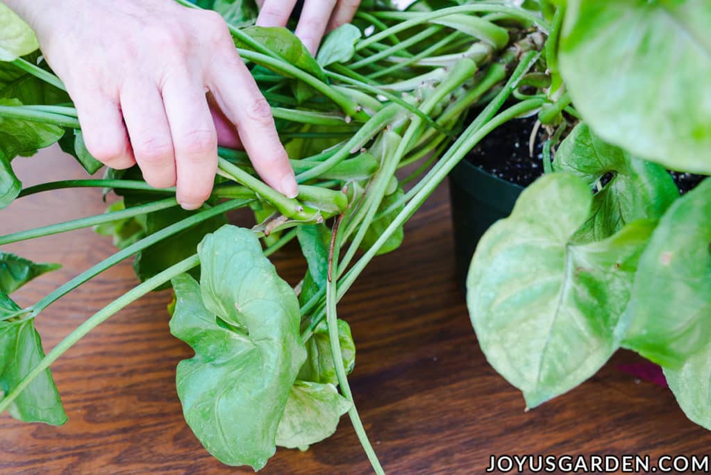 a finger points to a leaf node on the stem of an arrowhead plant syngonium