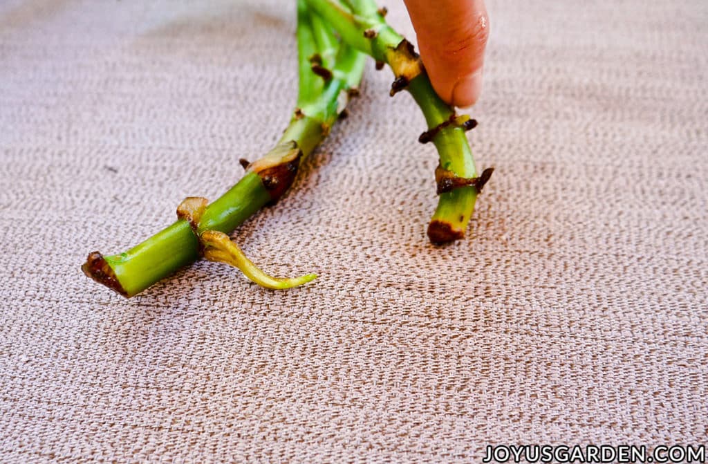 a finger points to the emerging roots on a plant stem