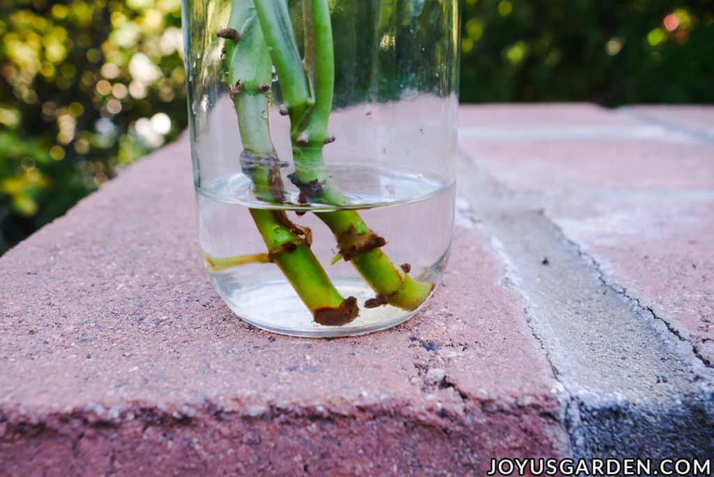 2 stems which are rooting sit in a jar of water