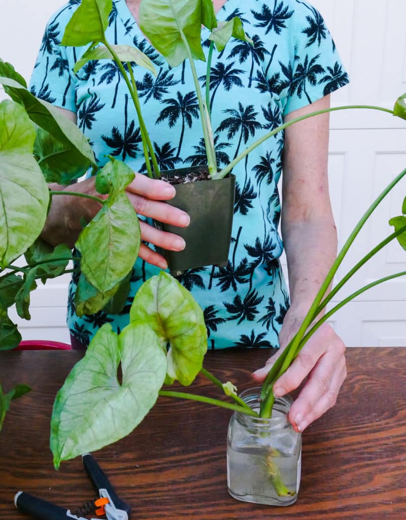 a woman in a pa woman holds a grow pot & a jar with water both containing arrowhead plant cuttings