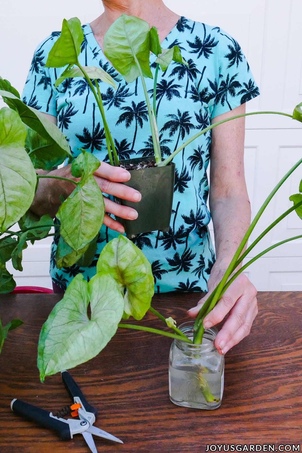 Arrowhead Plant Propagation: 2 Easy Ways to Propagate Syngonium