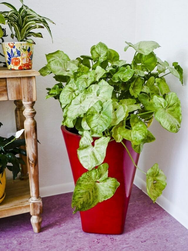 How To Keep An Arrowhead Plant Full & Bushy