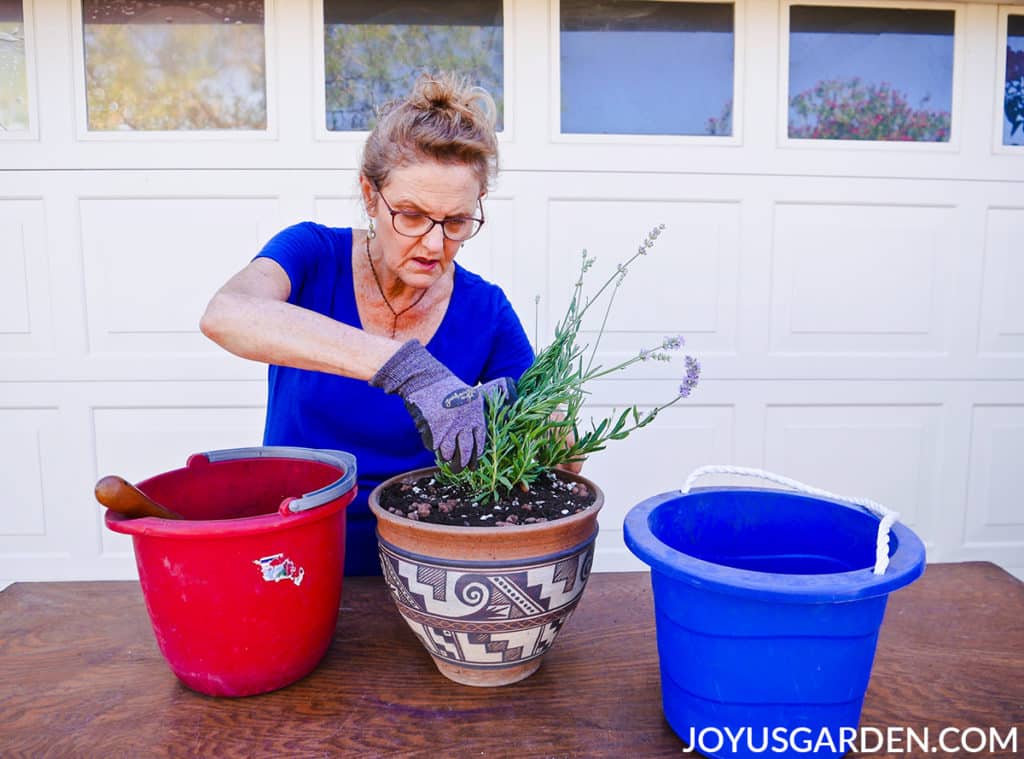 nell foster plants a lavender plant in a ceramic pot with a southwestern motive