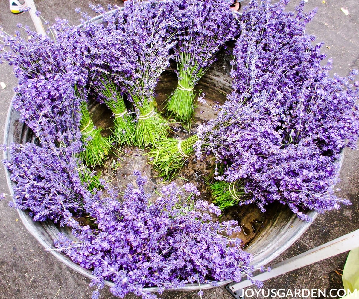 looking down into a low tin bucket full of bundles of stems of lavender flowers