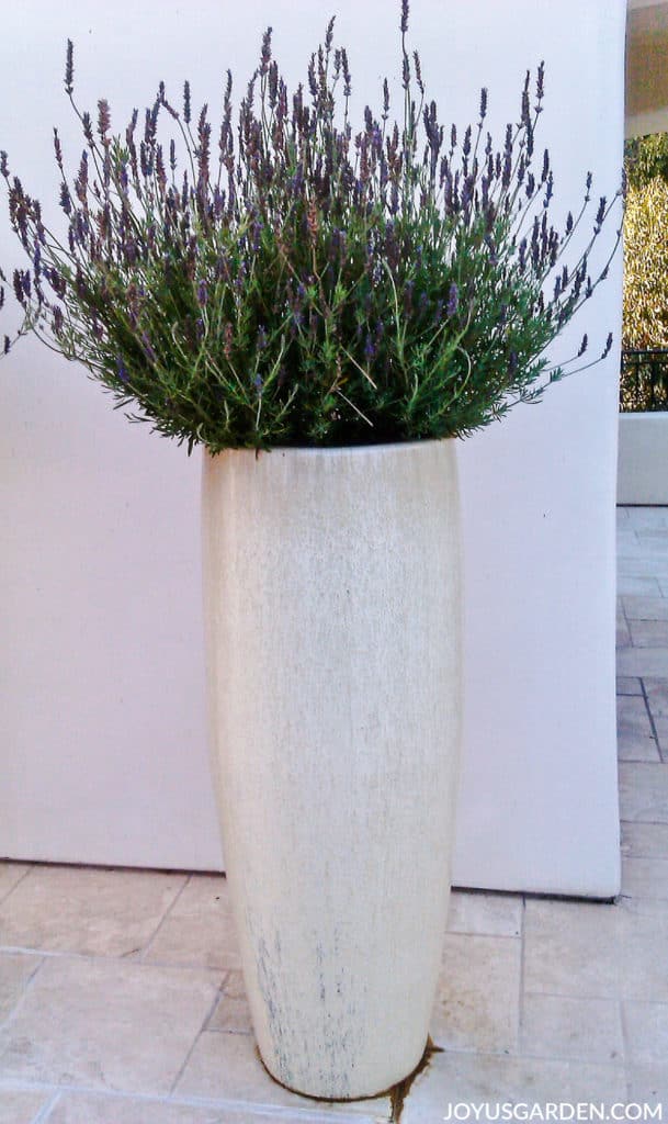 a lavender plant with live & dead flower spikes grows in a tall opalescent pot