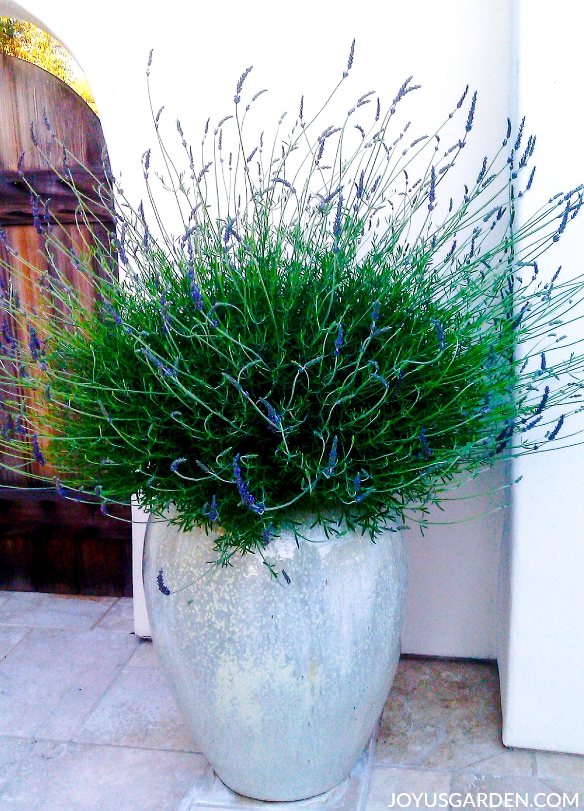 A large lavender in full bloom grows in a tall rounded light blue opalescent pot.